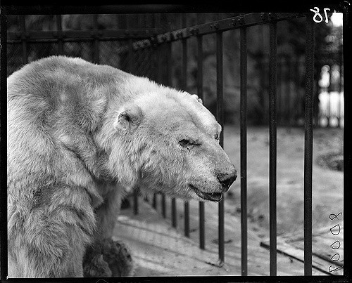 An urban bear in a city environment